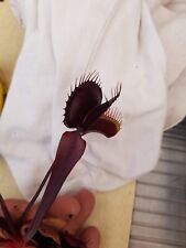 Carnivorous Plant - Venus Fly Trap - Dionaea Muscipula - "Jett" from the creator