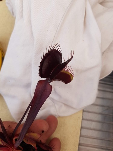 Carnivorous plant venus - carnivorous,