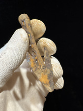 Pike, Arrowhead. Darts of