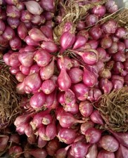 Fresh Shallot Onion's 1/2 Kg