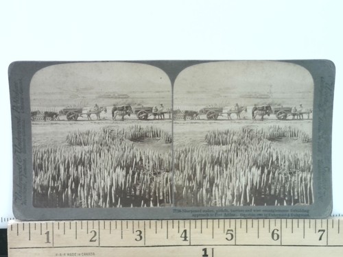 Sharpened stakes stereoview - sharpened,