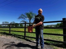 1x 2.5-3ft Phoenix Roebelenii Pygmy Date Palm Premium Quality! 