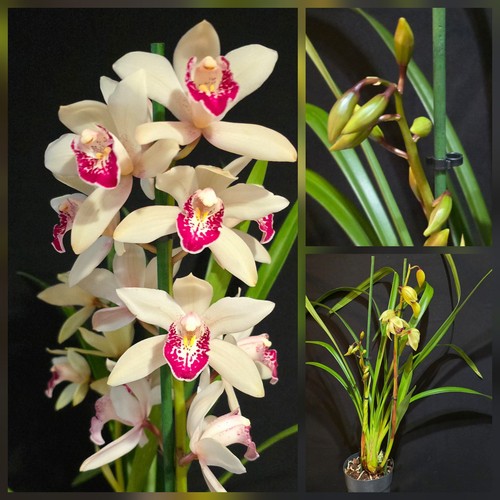 Cymbidium white dotted - cymbidium,
