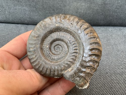 Whitby hildoceras fossil - whitby,