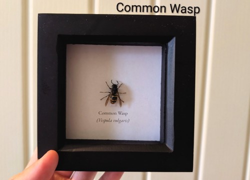 Common wasp skulls bones - common, wasp,