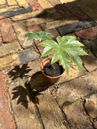 Tetrapanax papyrifer rex - tetrapanax,