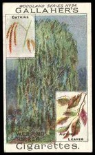 Gallaher - 'Woodland Trees'