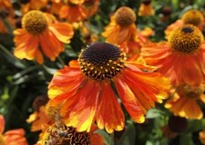 HELENIUM 'Sahin's Early Flowerer' A.G.M. - Hardy Perennial Plant ex 9cm (P9) Pot