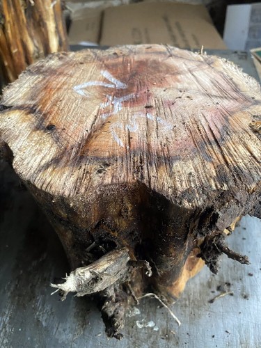 Yew wood block - yew, wood,yew