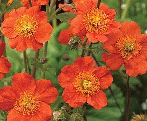 Geum koi orange - geum, orange'