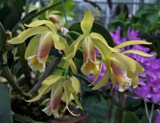 Rare Cattleya luteola hybrid