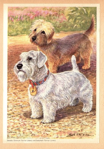 Vintage dandie dinmont - dandie, &