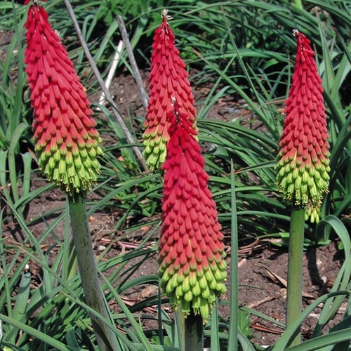 Red hot poker seeds - red,