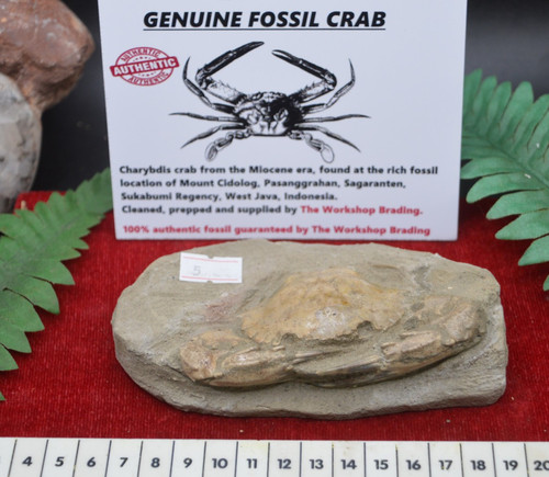 Amazing fossil crab from java - fossil,
