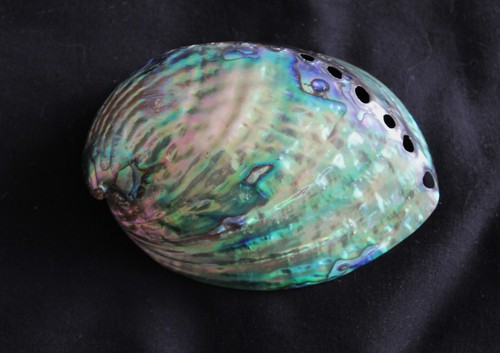 New zealand abalone seashell - new,
