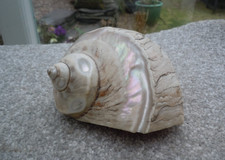 Large 4inch Pearl Banded