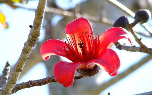 Malabar silk cotton tree - tree,