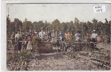 Kent  Area - Hop Picking L   Home Pickers     coloured 