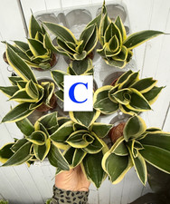 2x Sansevieria Trifasciata