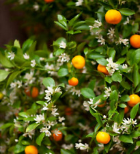 Citrus mitus calamondin plant