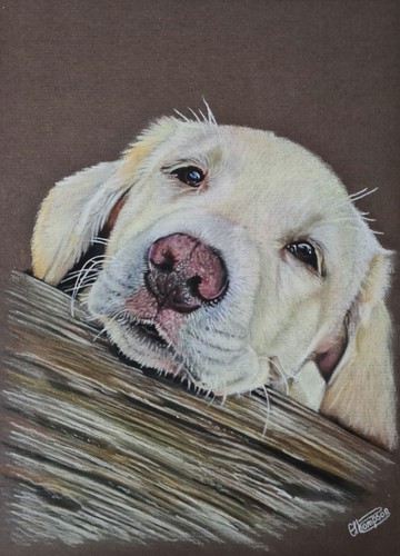 Hand drawn pet portrait golden - hand,
