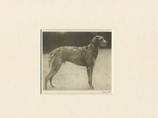DEERHOUND ORIGINAL VINTAGE 1931 DOG PRINT MOUNTED READY TO FRAME