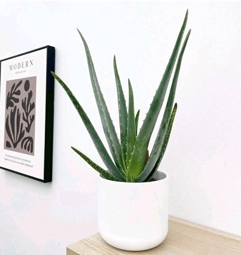 Live aloe vera - 2, plant