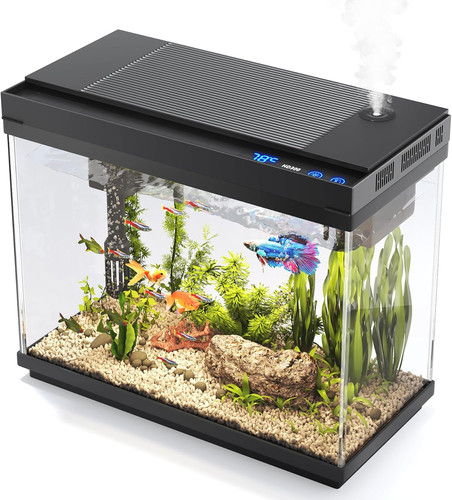 Fish tank gallon - fish,