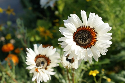 Venidium cape daisy zulu - venidium,