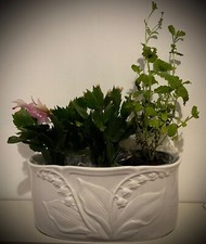 Portugal Planter Lily of the