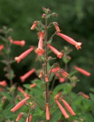 Sinningia hybrid red flowers - red,