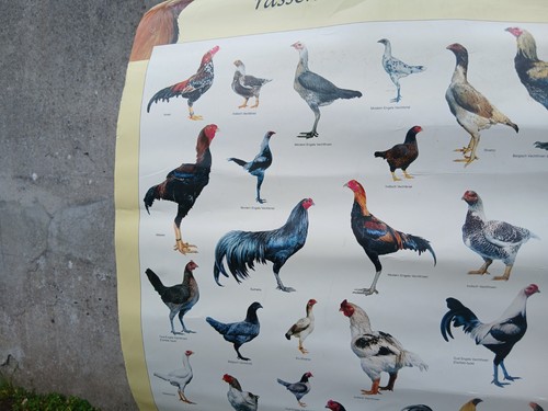 Game fowl posters - game,