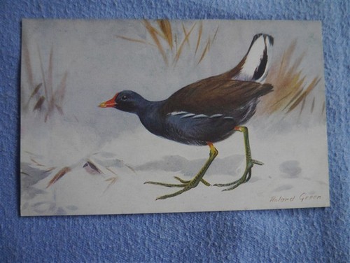 Moorhen roland green - roland,