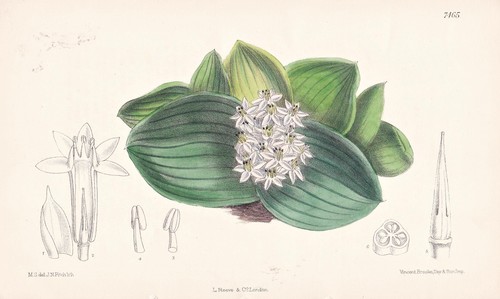 Massonia jasminiflora africa - massonia,