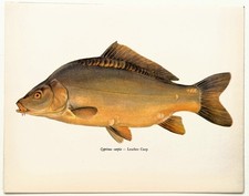 LEATHER CARP Vintage Fish Print 1960s Book Plate
