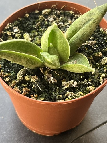 Sansevieria pyramid crown - ,
