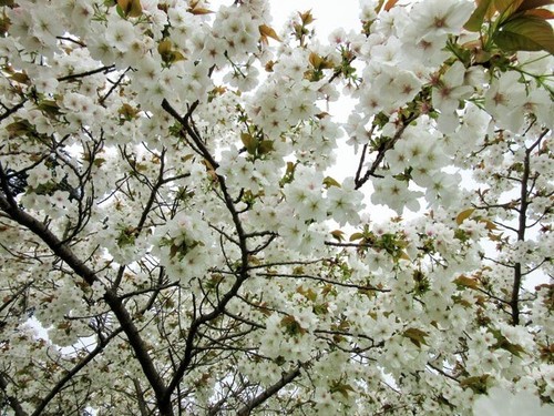 Prunus tai haku great - tai, /