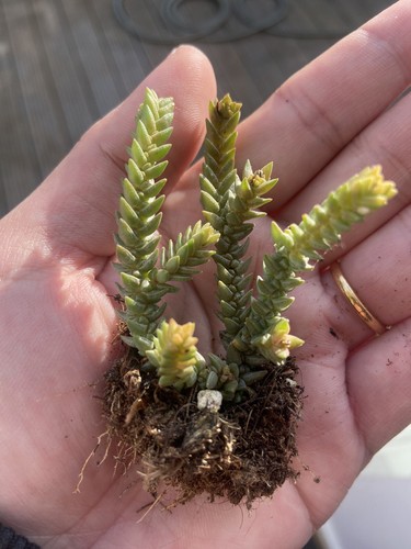 Succullent bundle crassula - succullent,