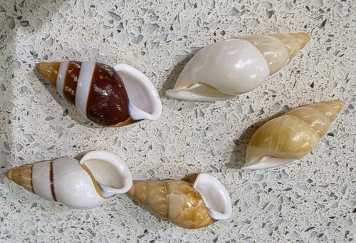 Assorted land snail shells - land,