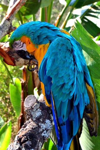 Macaw parrot yellow and - macaw, blue