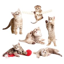  Bird Window Strike Prevention