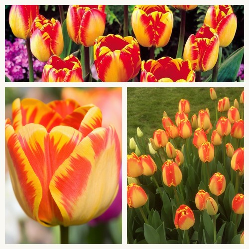 Darwin tulip banja - tulip, luka