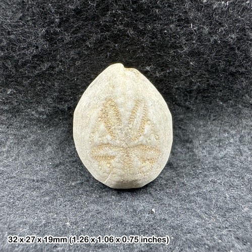 Dendraster echinoid fossil - ,