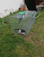 Single entry magpie trap - ,