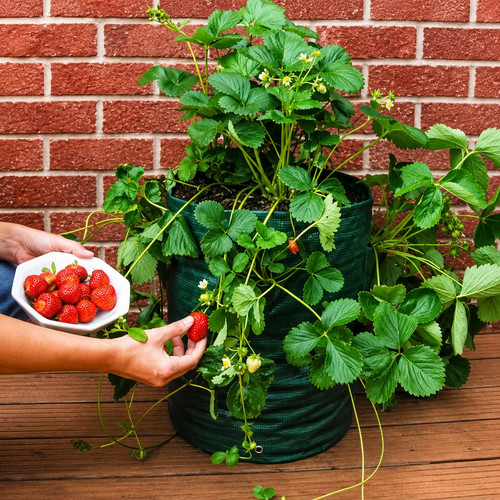 Strawberry planter - strawberry,