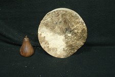 Pippy Oak wood turning blank 8 W x 3.5 D Inches (62)