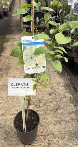 Clematis guernsey cream - clematis, cream'