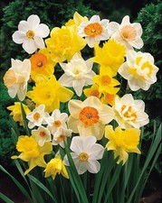 500 daffodil bulbs - -500,