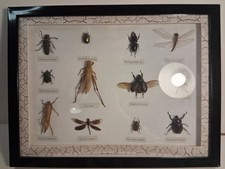Framed Taxidermy Bugs/Insects