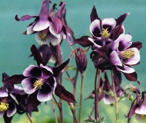 Aquilegia magpie seeds - magpie,
